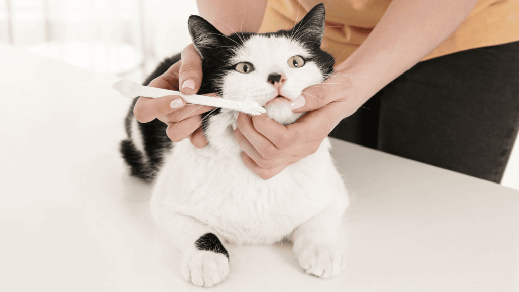 gato com mau halito como cuidar dos dentes do gato