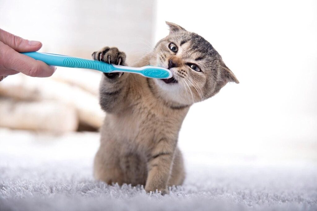 higiene oral em gatos guia de escovar dente de gato completo facil
