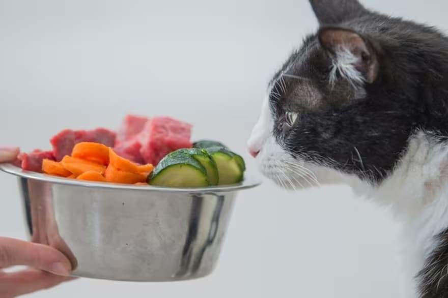 Descubra os benefícios da alimentação natural para gatos, como implementar e dicas práticas para uma dieta equilibrada. Melhore a saúde do seu felino!