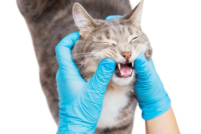 Principais Doencas Dentarias e bucais em Gatos e Como Prevenir