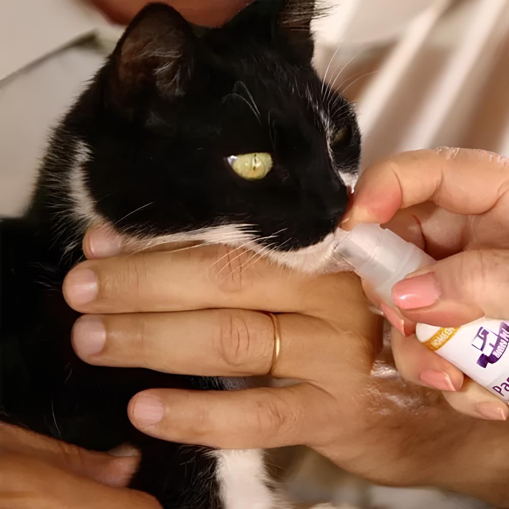 homeopatia para gatos os melhores remedios do mercado felino